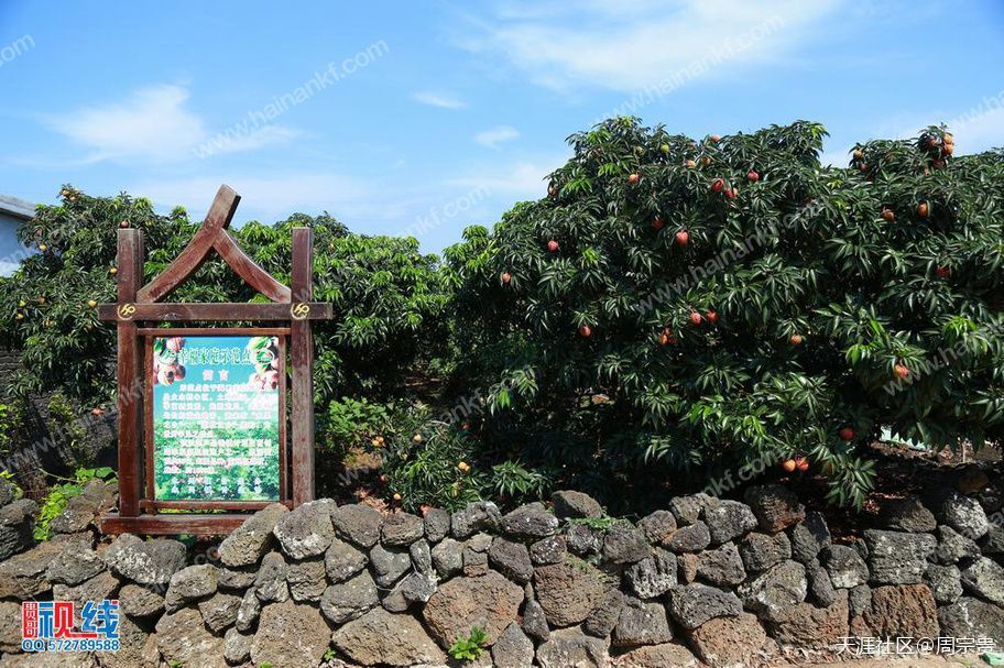 海南"永兴红"火山荔枝园