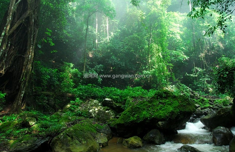 义乌商城配套图：原始雨林