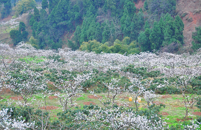 天府国际花园1,3号楼周边配套：樱桃沟旅游区