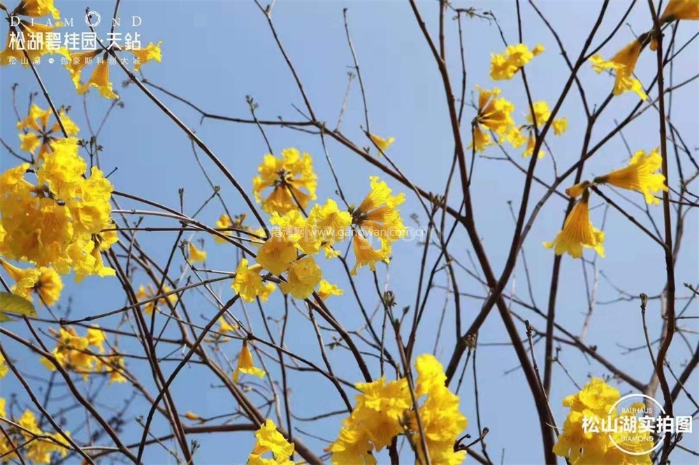 松湖碧桂园天钻实景图