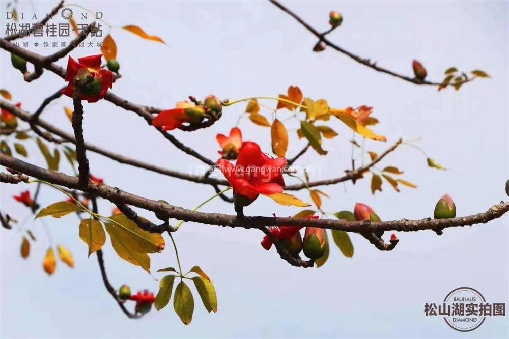 松湖碧桂园天钻实景图