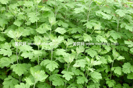 1490584955(1).jpg?x-oss-process=style/web_png_style