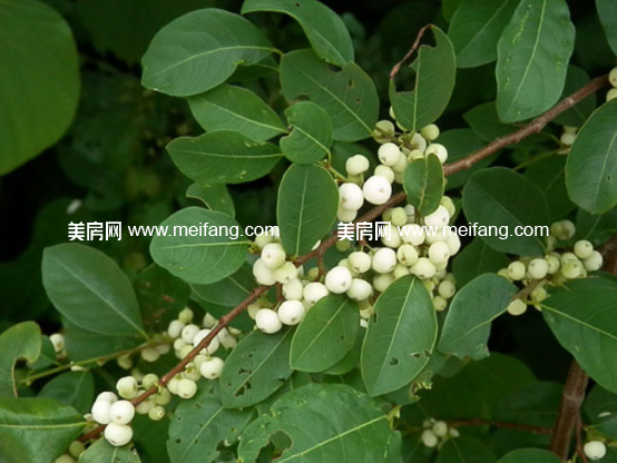1490585339.jpg?x-oss-process=style/web_png_style