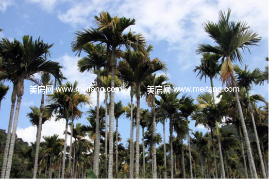 槟榔林景观