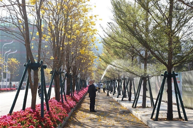 螺北路黄花风铃木金色花廊