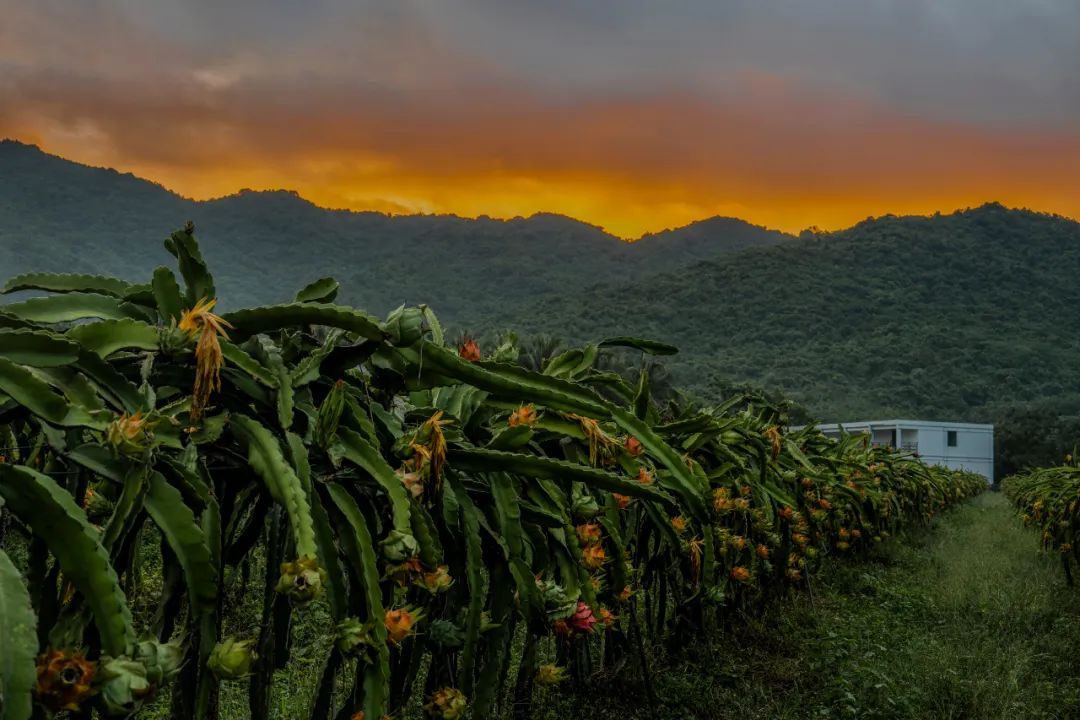 【海南作品专辑】第7期《美丽乡村》 【海南作品专辑】第7期《美丽乡村》