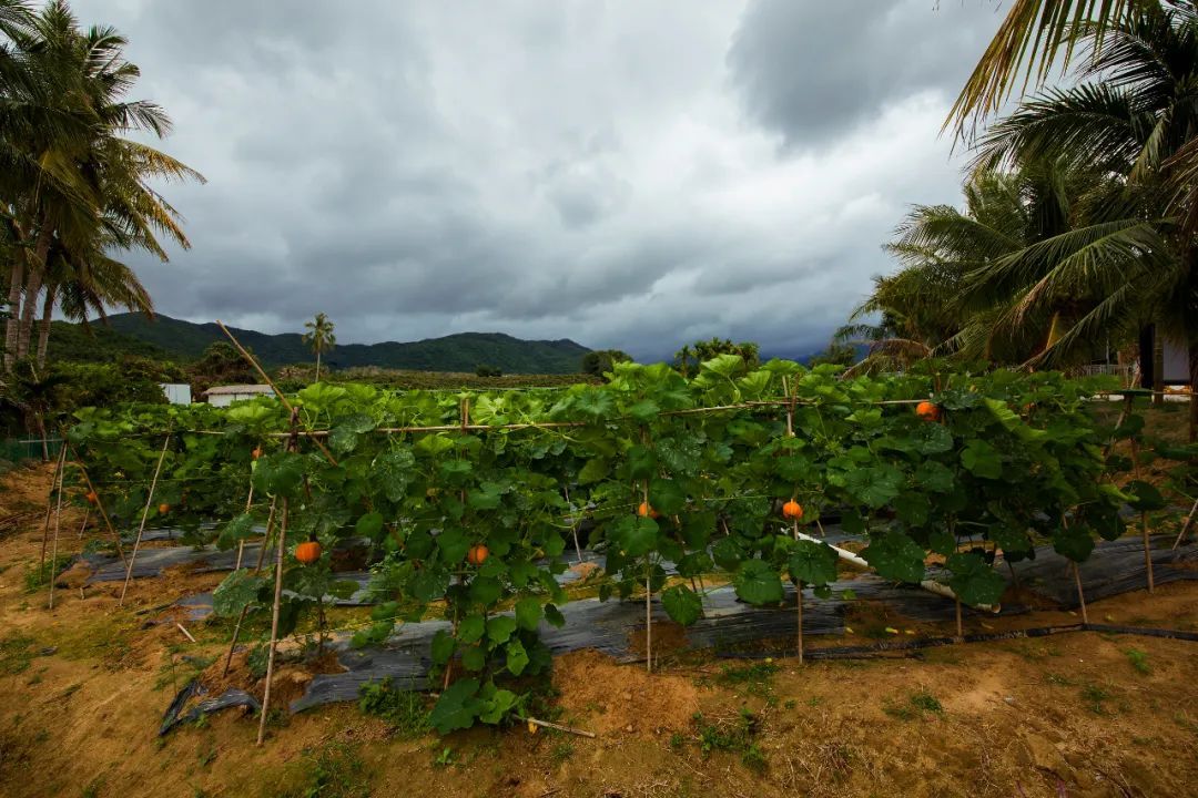 【海南作品专辑】第7期《美丽乡村》 【海南作品专辑】第7期《美丽乡村》