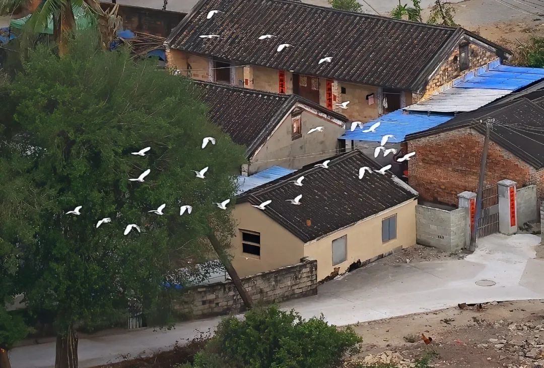 【海南作品专辑】第7期《美丽乡村》 【海南作品专辑】第7期《美丽乡村》