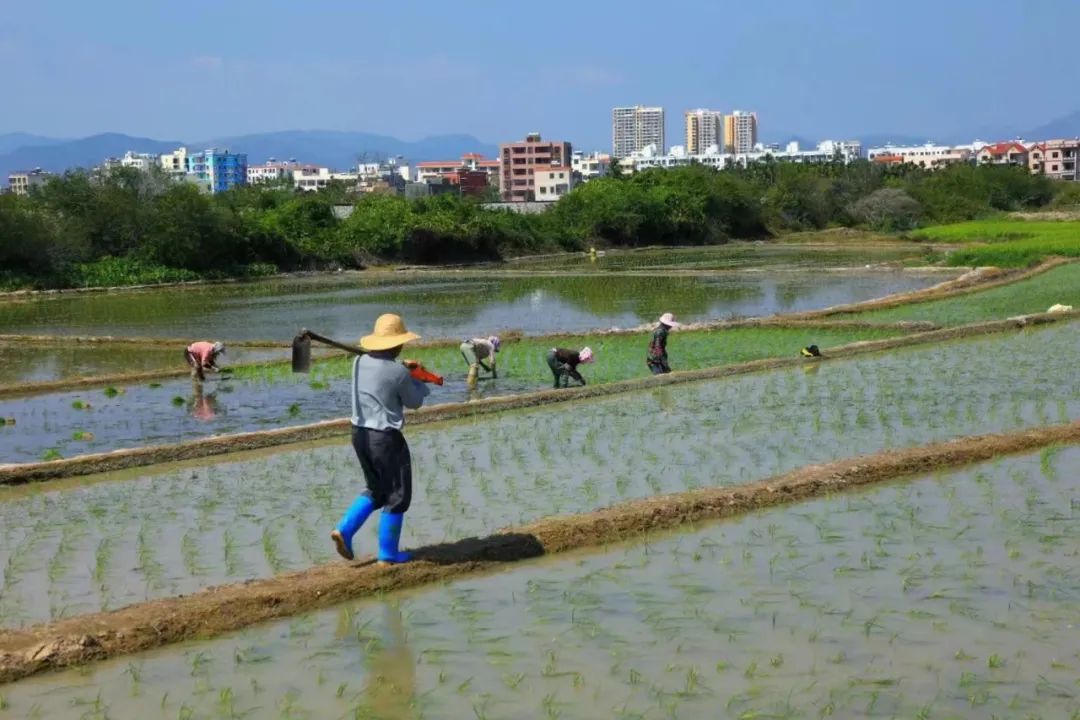 【海南作品专辑】第7期《美丽乡村》 【海南作品专辑】第7期《美丽乡村》