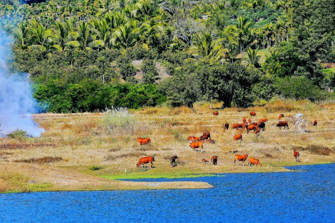 【海南作品专辑】第7期《美丽乡村》 【海南作品专辑】第7期《美丽乡村》