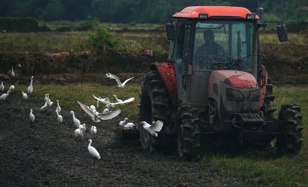 【海南作品专辑】第7期《美丽乡村》 【海南作品专辑】第7期《美丽乡村》