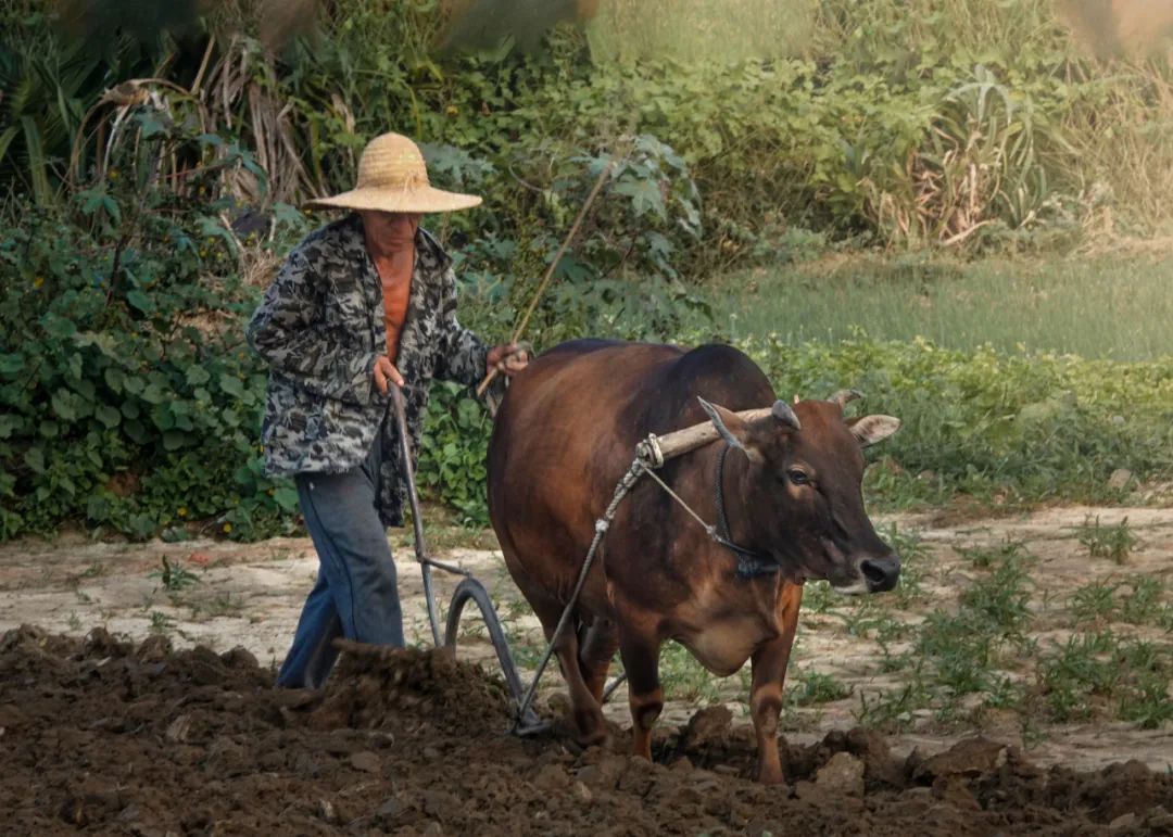 【海南作品专辑】第7期《美丽乡村》 【海南作品专辑】第7期《美丽乡村》