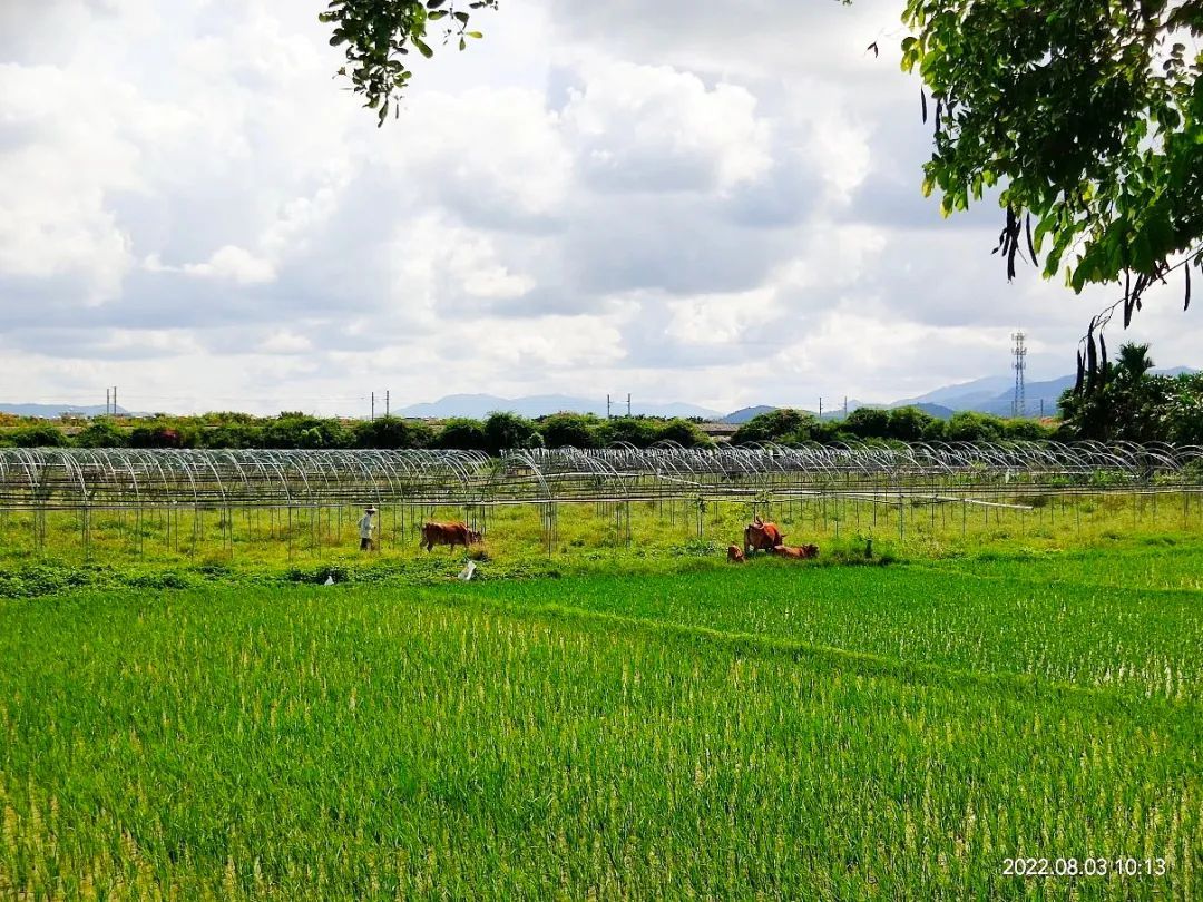 【海南作品专辑】第7期《美丽乡村》 【海南作品专辑】第7期《美丽乡村》