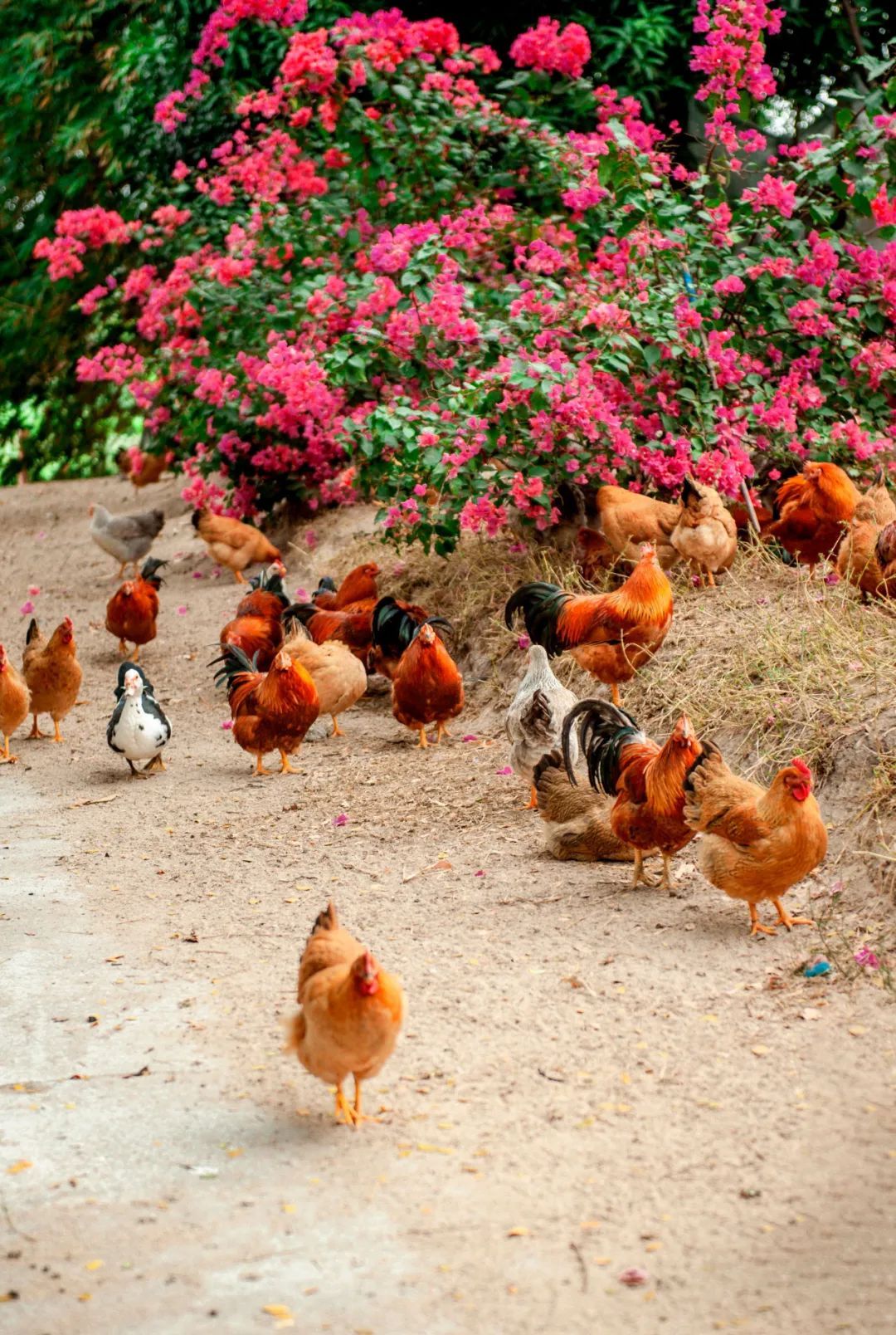 【海南作品专辑】第7期《美丽乡村》 【海南作品专辑】第7期《美丽乡村》