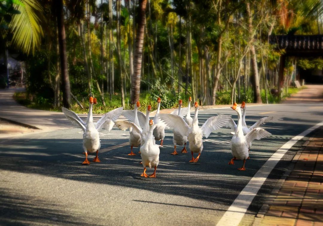 【海南作品专辑】第7期《美丽乡村》 【海南作品专辑】第7期《美丽乡村》