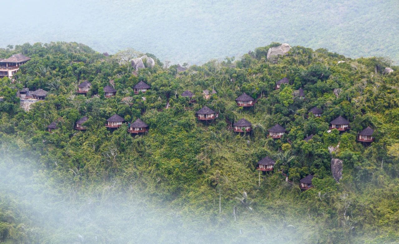 仙境鸟巢 仙境鸟巢