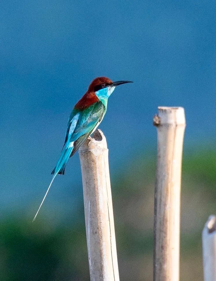 海南摄影作品展示(第六期) 海南摄影作品展示(第六期)