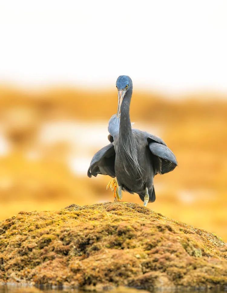 海南摄影作品展示(第六期) 海南摄影作品展示(第六期)