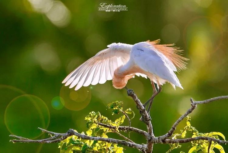 海南摄影作品展示(第六期) 海南摄影作品展示(第六期)
