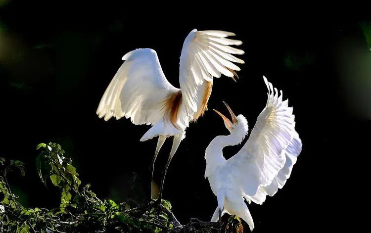 海南摄影作品展示(第六期) 海南摄影作品展示(第六期)