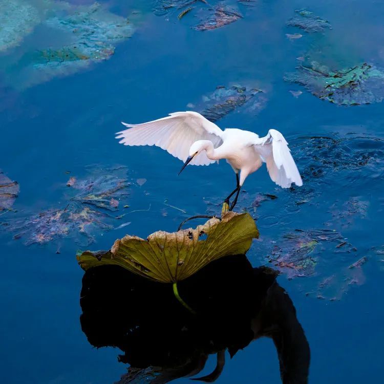 海南摄影作品展示(第六期) 海南摄影作品展示(第六期)