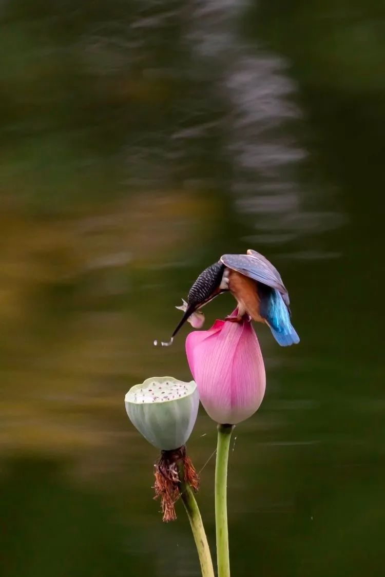 海南摄影作品展示(第六期) 海南摄影作品展示(第六期)