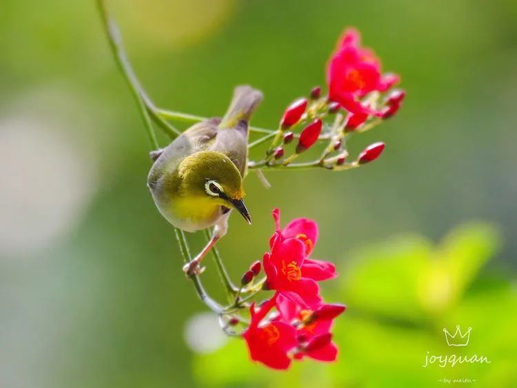 海南摄影作品展示(第六期) 海南摄影作品展示(第六期)