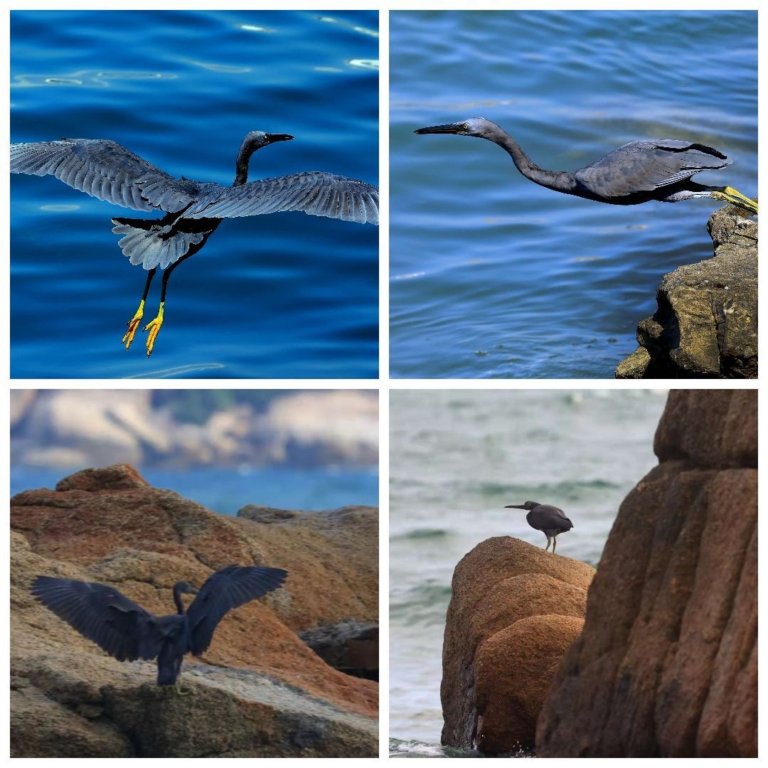 后海岩鹭 后海岩鹭