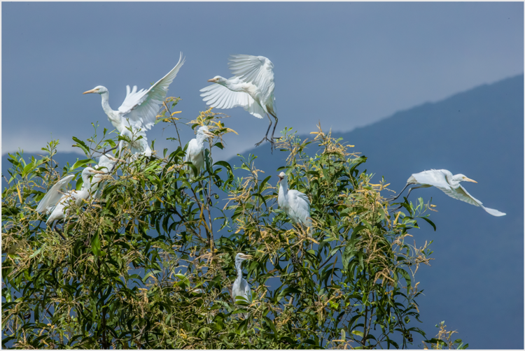 枝上舞蹈 枝上舞蹈