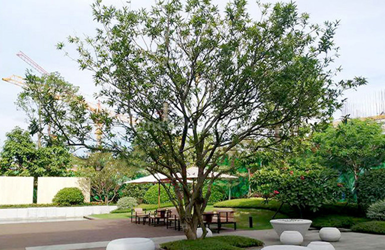 融创美伦熙语实景图