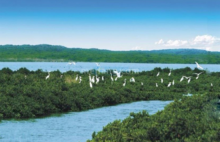 富力红树湾红树林湿地公园