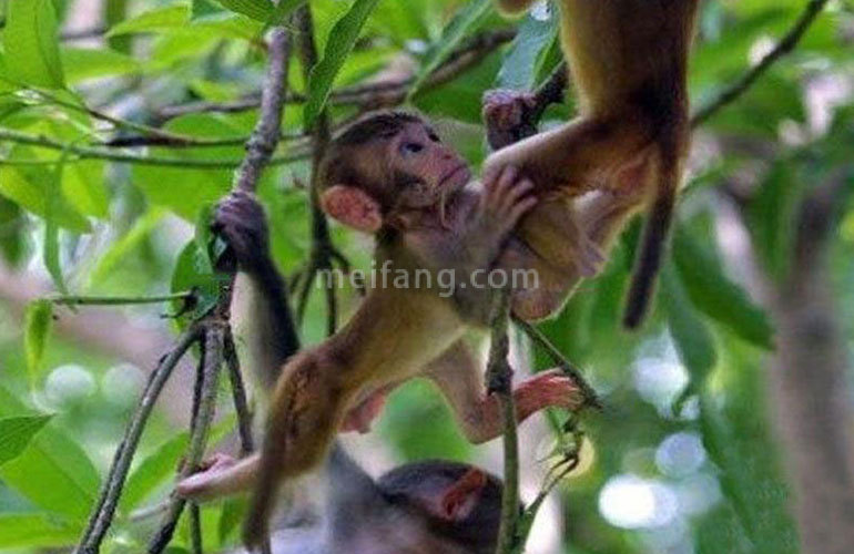 怡海湾南湾猴岛