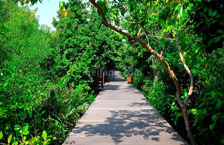 格力海岸6期周边配套：淇澳岛红树林