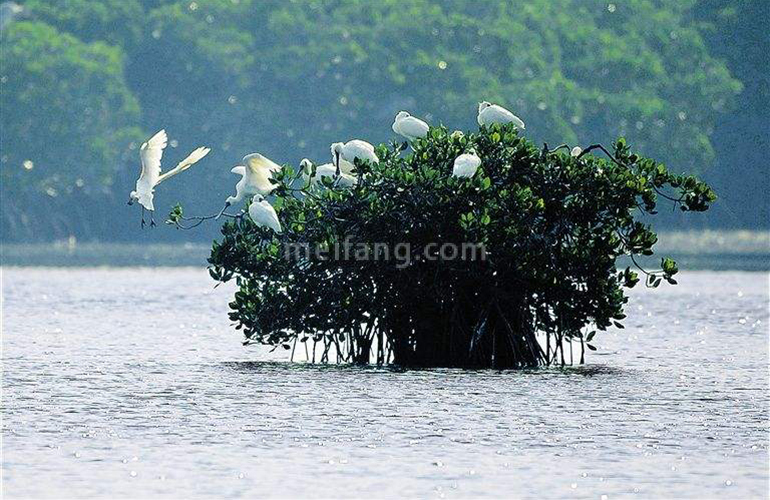 清凤黄金海岸配套图