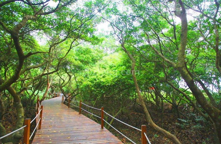 帝景湾 八门湾红树林