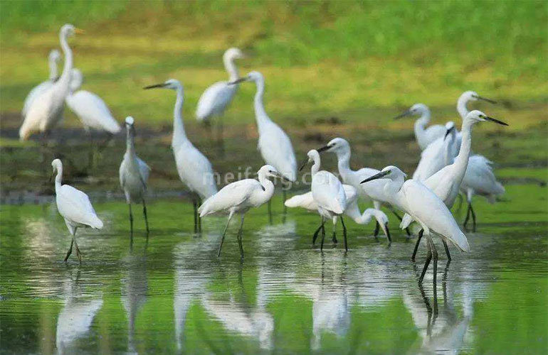景业白鹭洲鹭鸶天堂