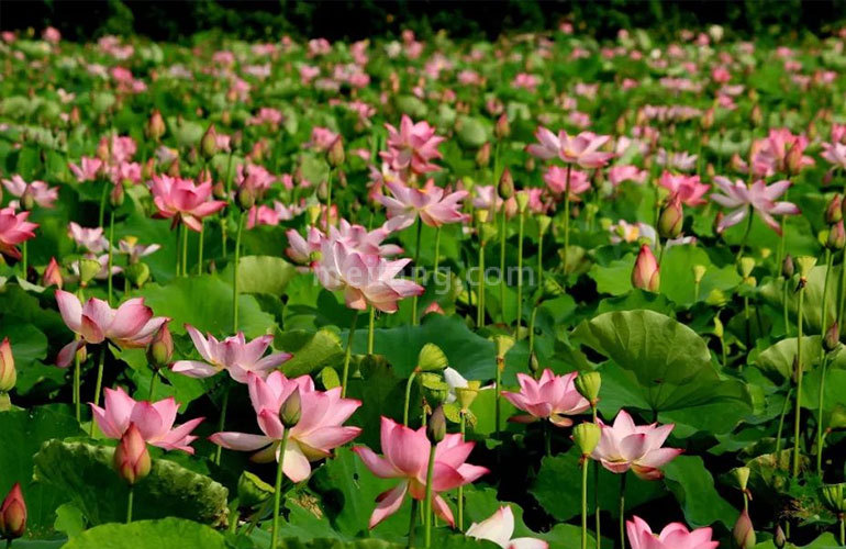 景业白鹭洲金波荷花基地