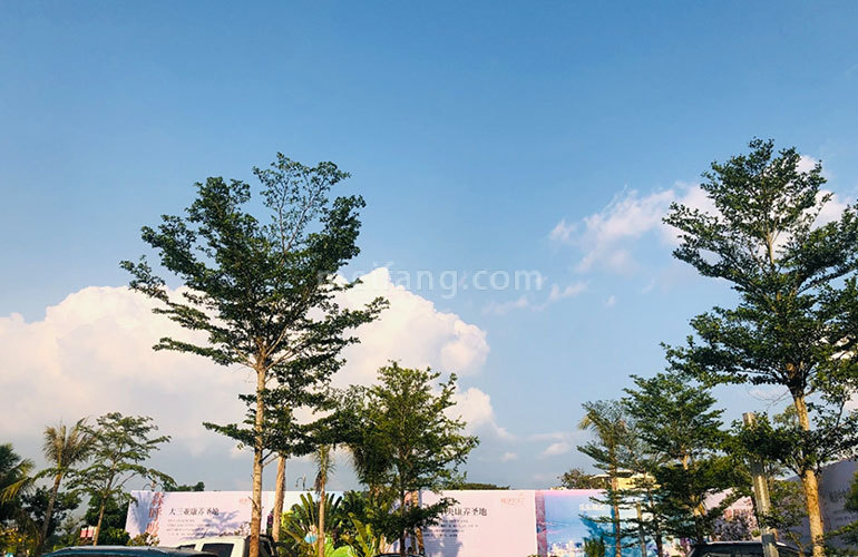 椰林阳光