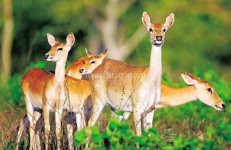 名仕湾邦溪坡鹿自然保护区