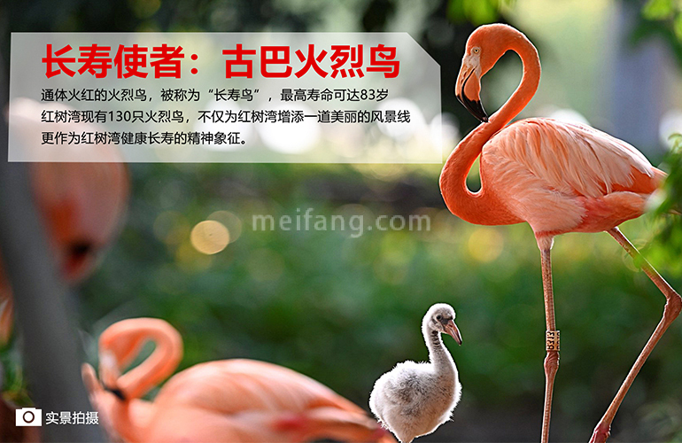 富力红树湾火烈鸟栖息地