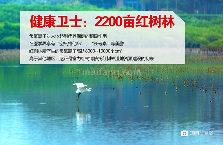 富力红树湾红树林湿地