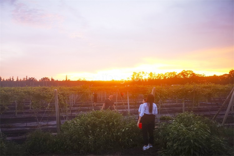 景业白鹭洲实景图