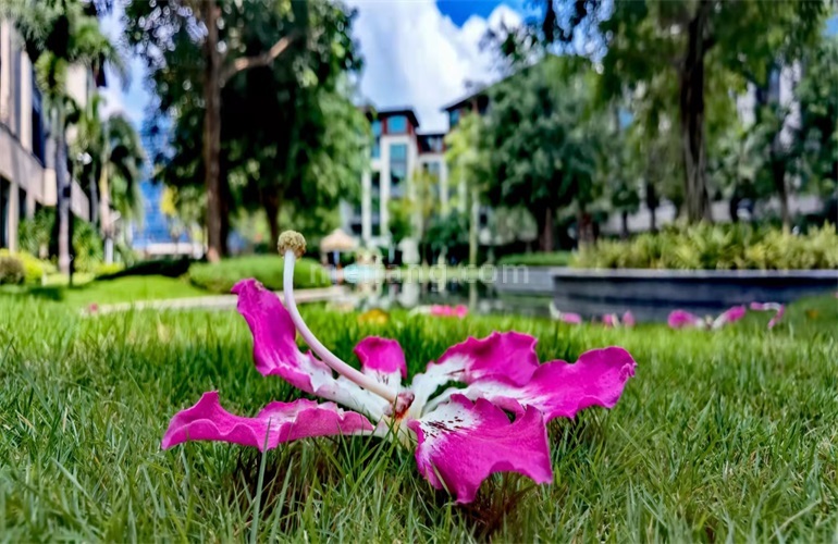 景业白鹭洲景区景观