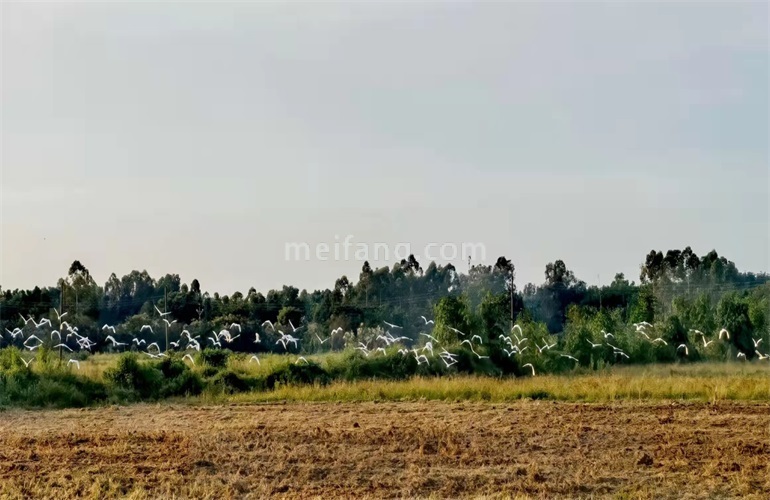 景业白鹭洲白鹭