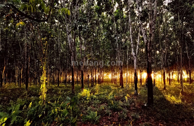 景业白鹭洲万亩良田