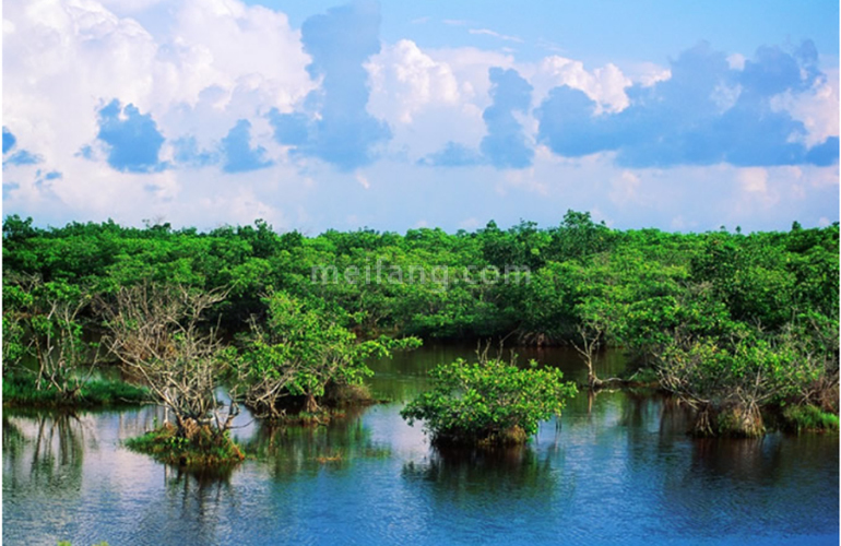 景通椰景湾红树林