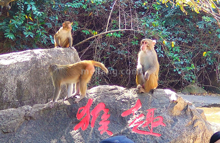 碧桂园君悦海南湾猴岛