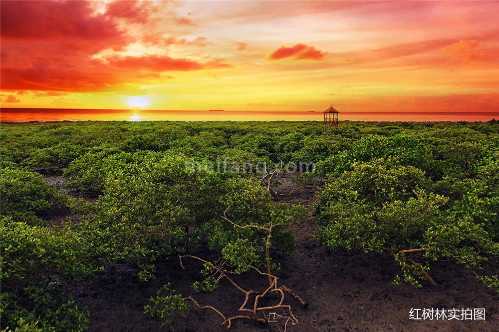 向海金融城铂寓红树林