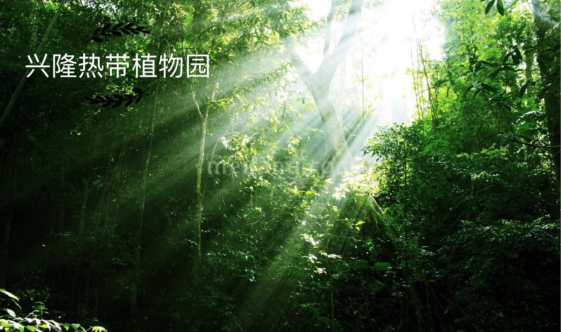 天骄石梅壹号