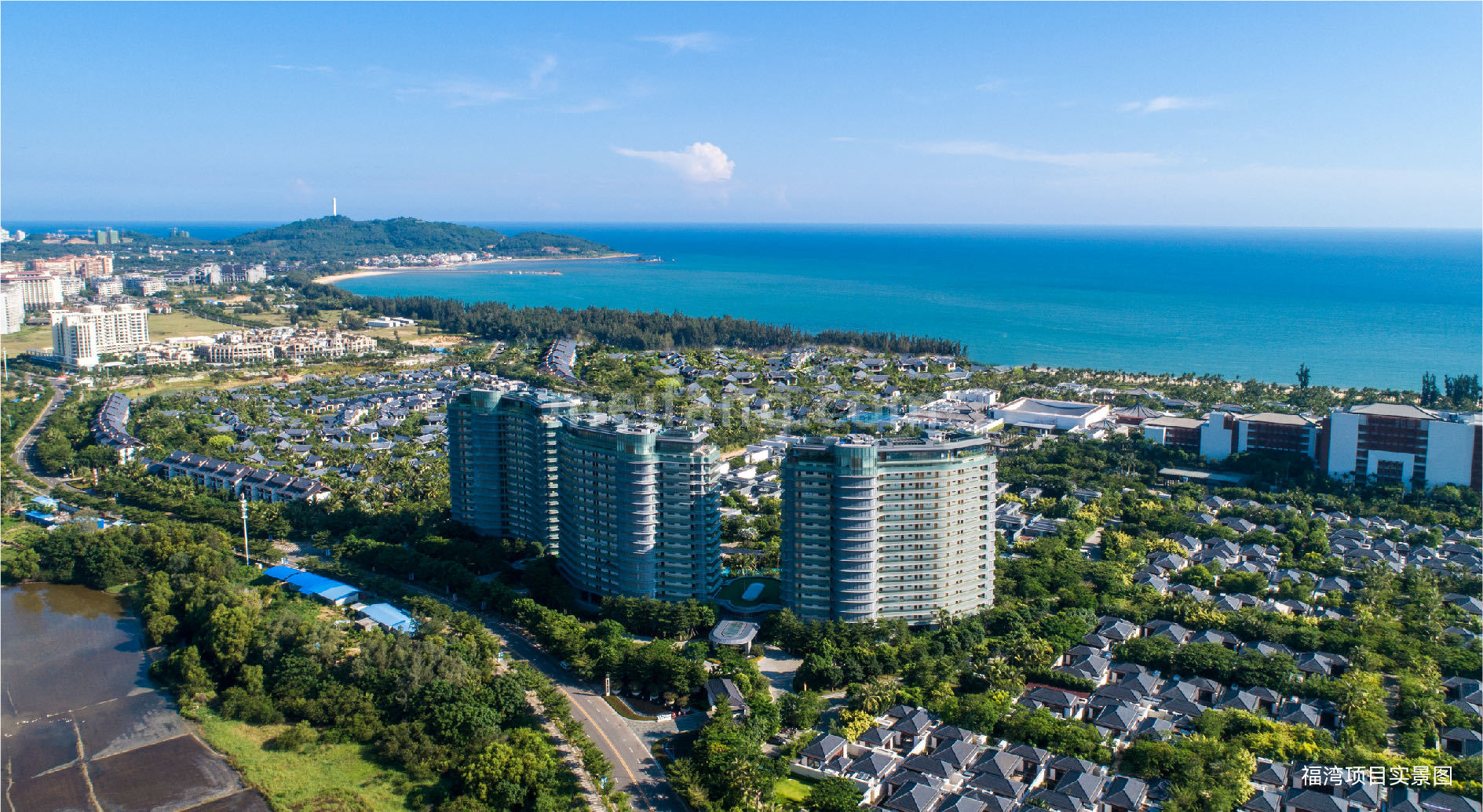 葛洲坝.海语树